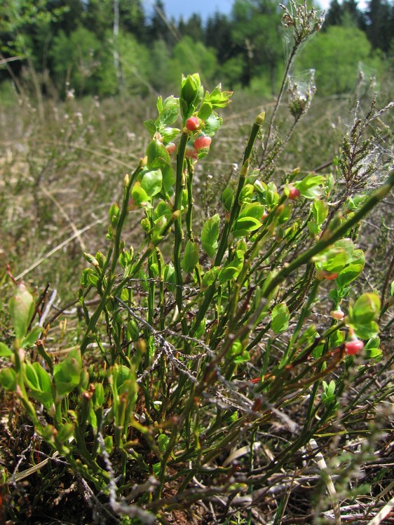 Vaccinium myrtillus